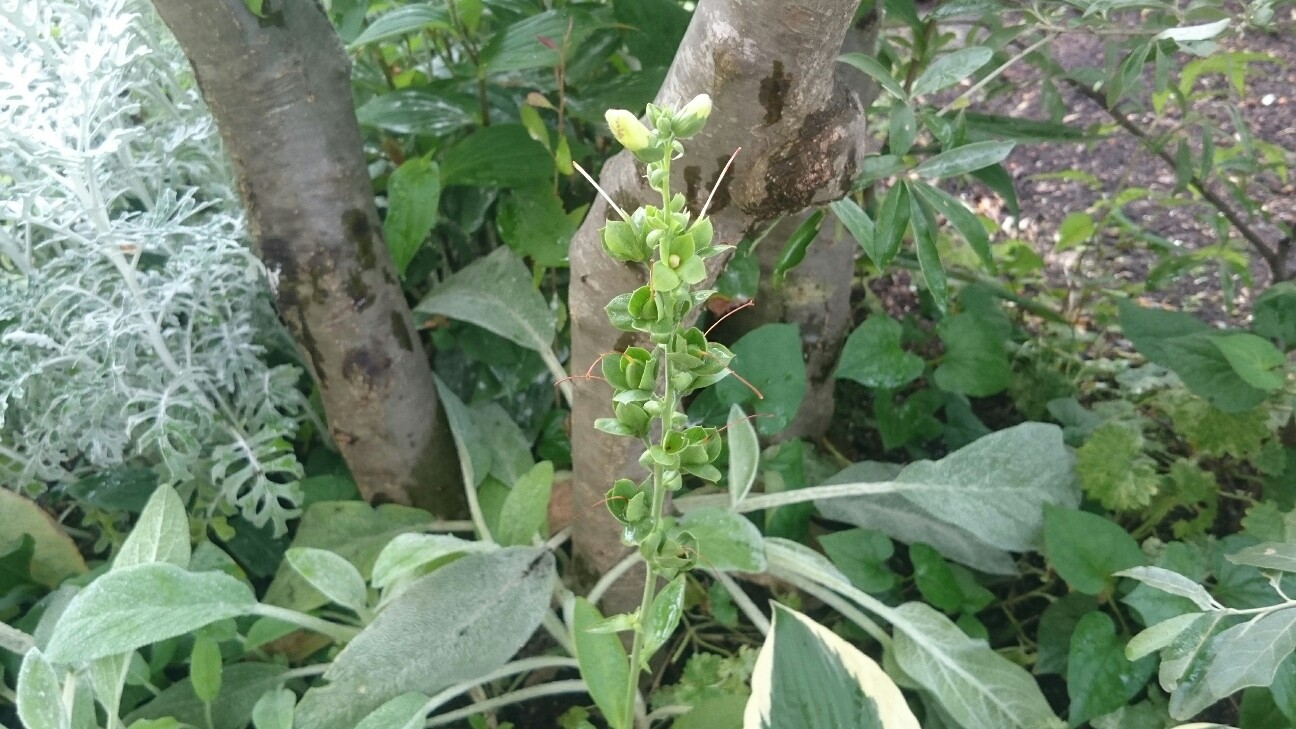 f:id:y-garden:20160715074329j:image f:id:y-garden:20160715074329j:image