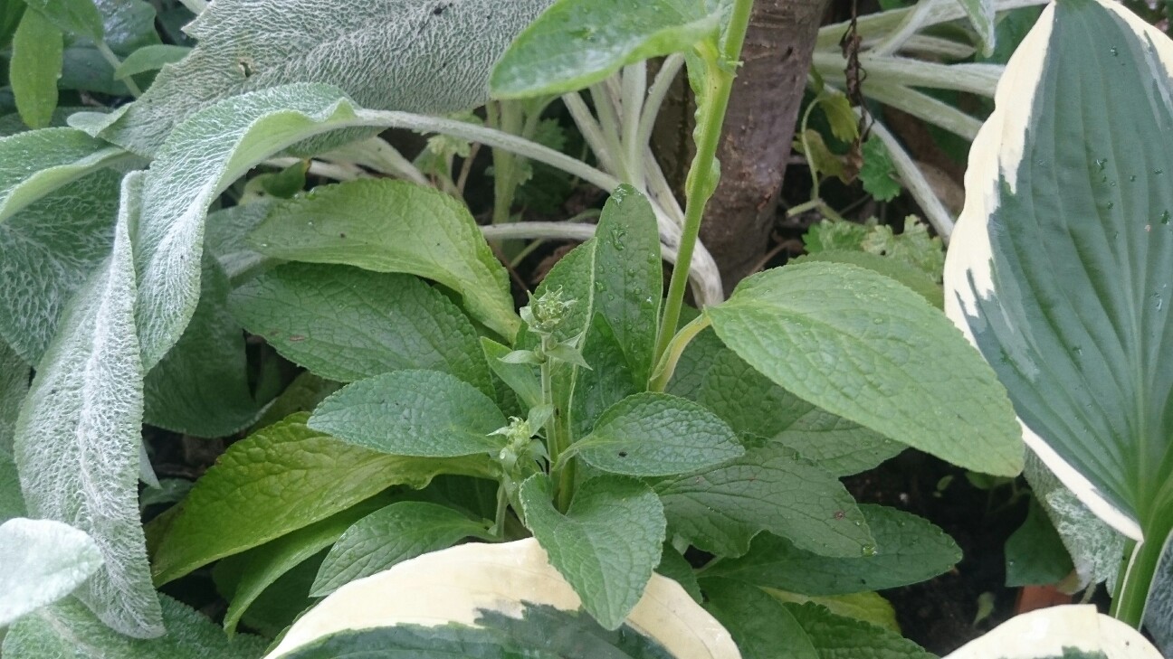 f:id:y-garden:20160715074355j:image f:id:y-garden:20160715074355j:image