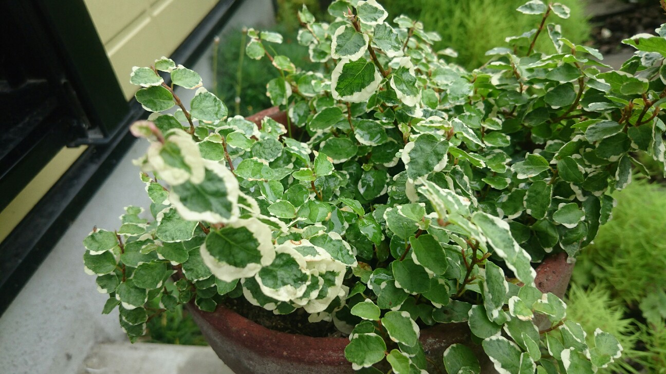 f:id:y-garden:20160715084127j:image f:id:y-garden:20160715084127j:image