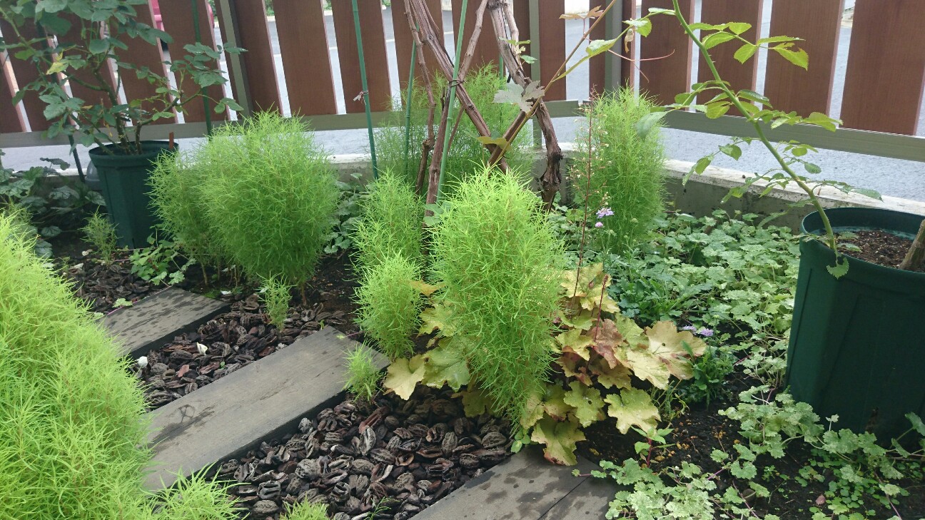 f:id:y-garden:20160715084202j:image f:id:y-garden:20160715084202j:image
