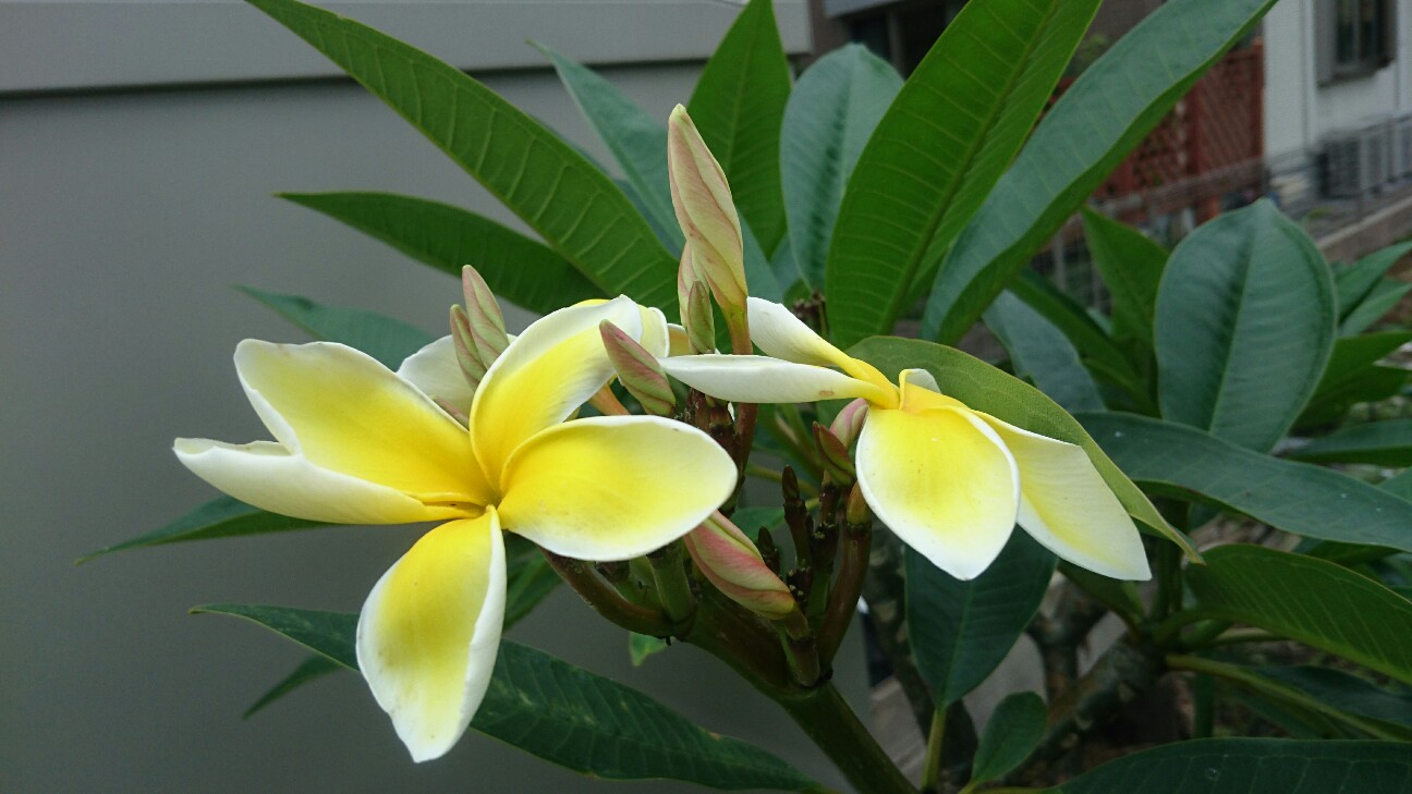 f:id:y-garden:20160716165403j:image f:id:y-garden:20160716165403j:image