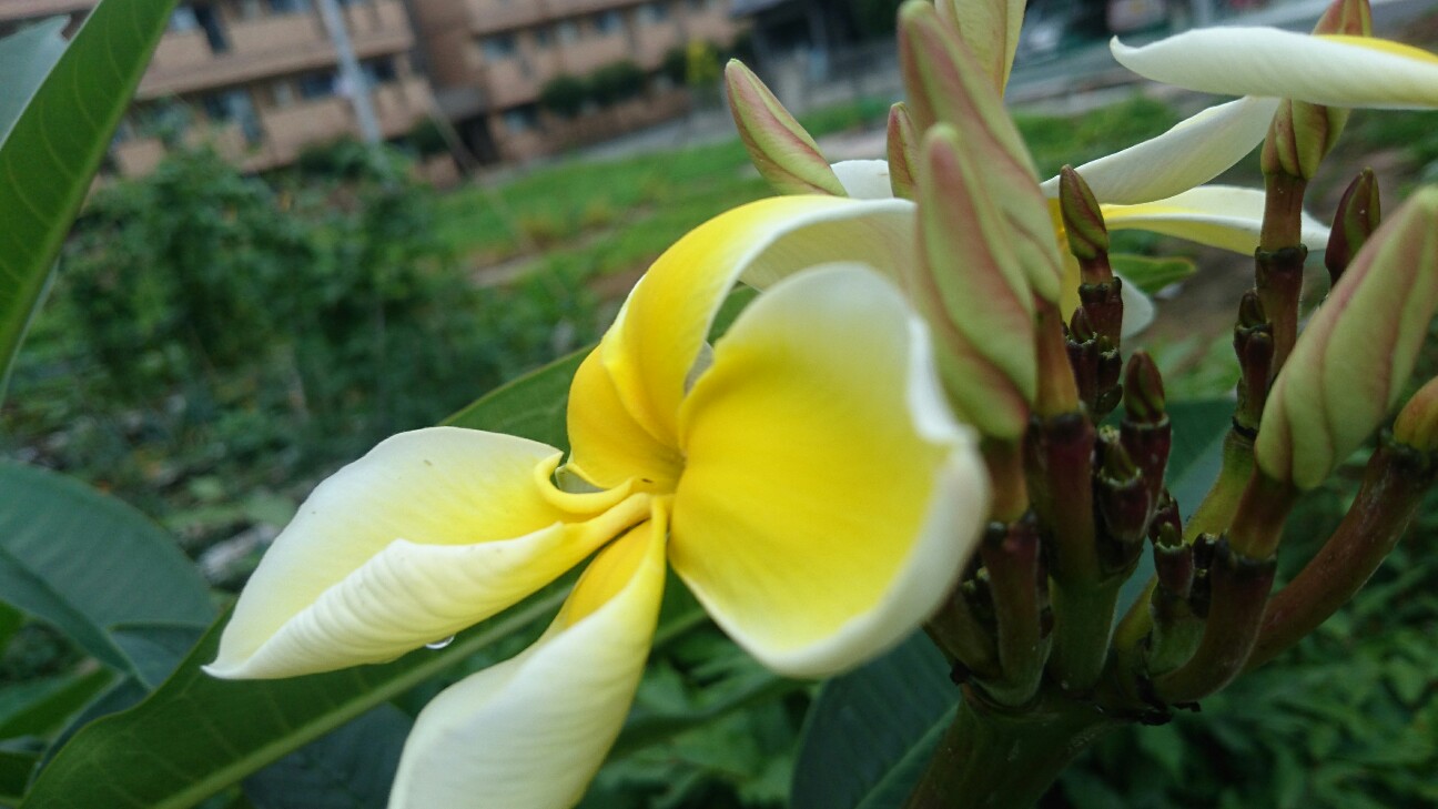 f:id:y-garden:20160716184022j:image f:id:y-garden:20160716184022j:image