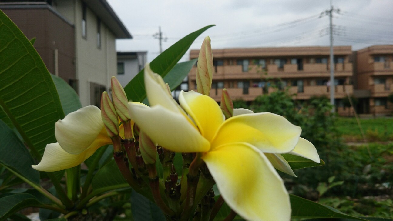 f:id:y-garden:20160716184420j:image f:id:y-garden:20160716184420j:image