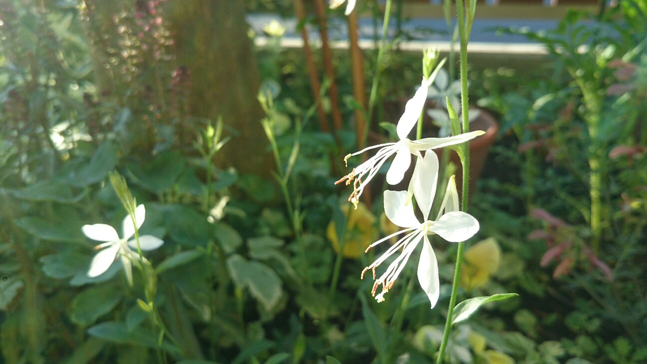 f:id:y-garden:20160719225808j:image f:id:y-garden:20160719225808j:image