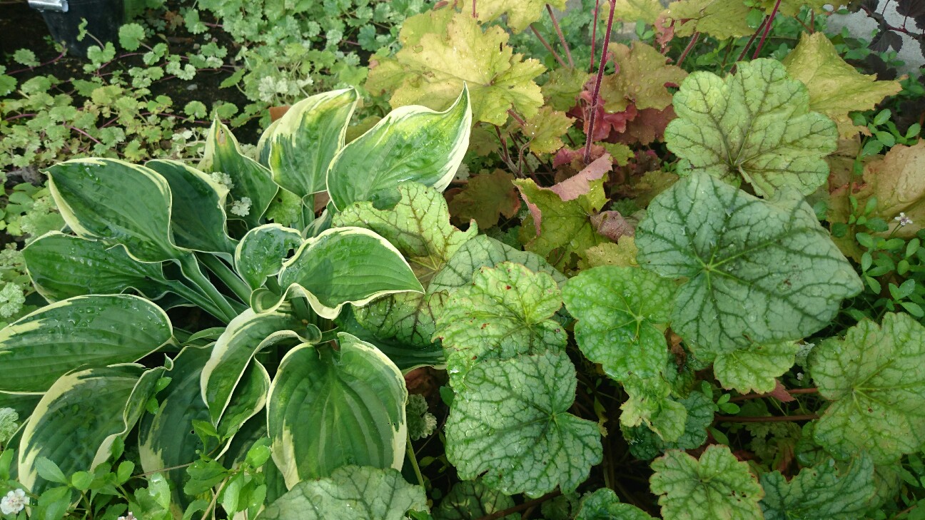 f:id:y-garden:20160720063307j:image f:id:y-garden:20160720063307j:image