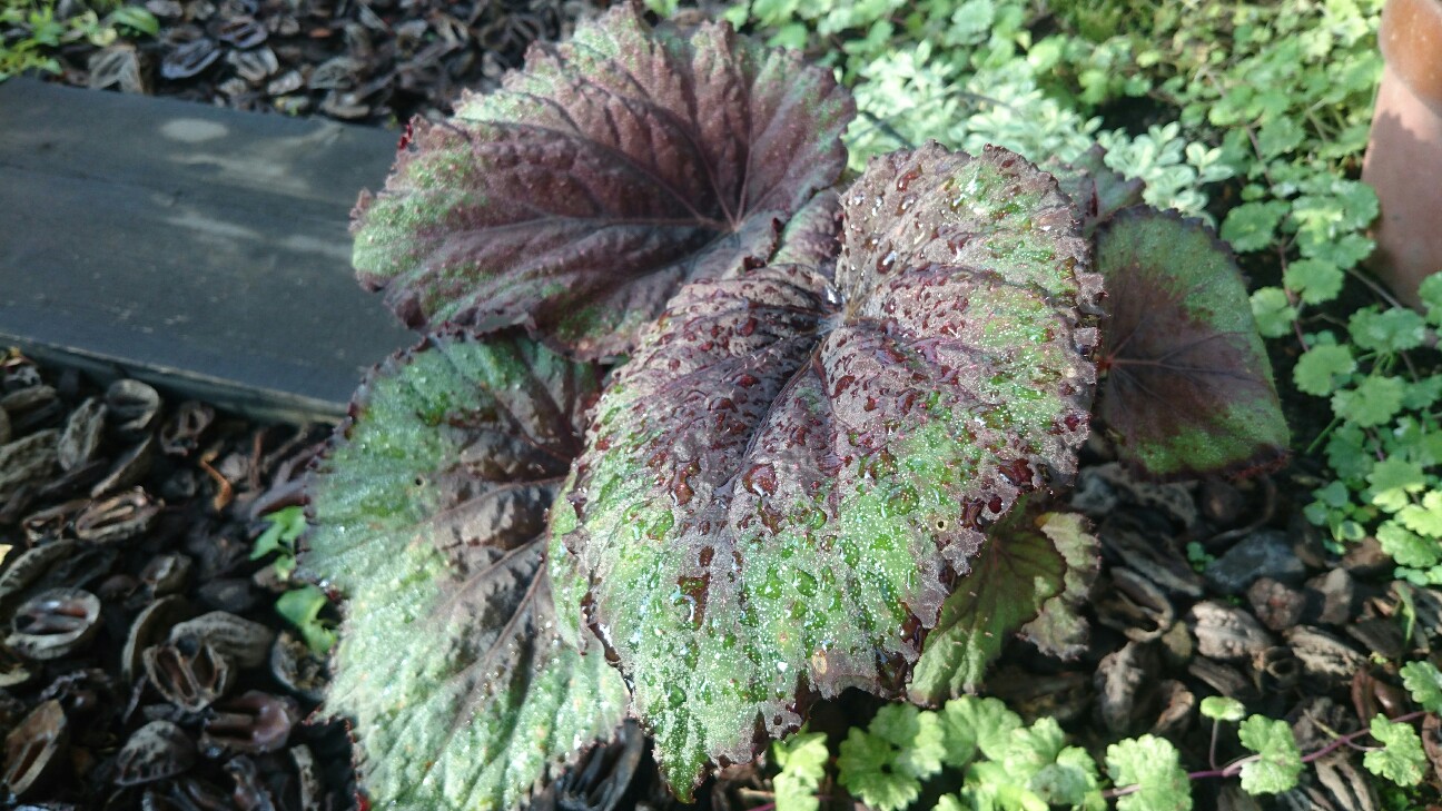 f:id:y-garden:20160720063338j:image f:id:y-garden:20160720063338j:image