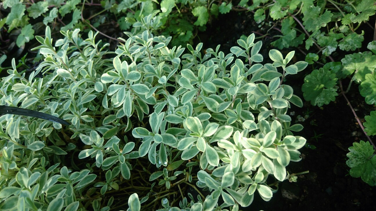 f:id:y-garden:20160720063354j:image f:id:y-garden:20160720063354j:image