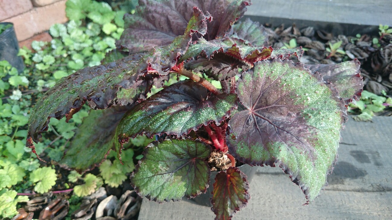 f:id:y-garden:20160720063756j:image f:id:y-garden:20160720063756j:image