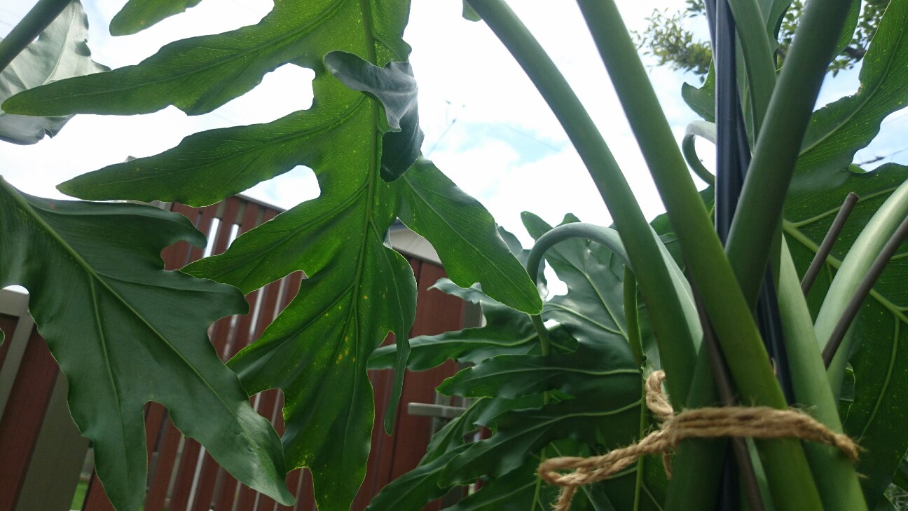 f:id:y-garden:20160723124804j:image f:id:y-garden:20160723124804j:image