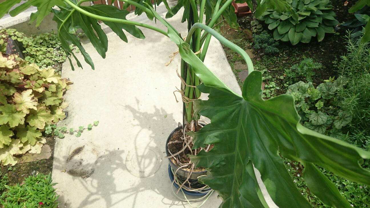 f:id:y-garden:20160723124857j:image f:id:y-garden:20160723124857j:image