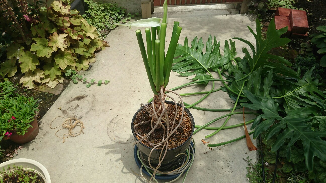 f:id:y-garden:20160723125600j:image f:id:y-garden:20160723125600j:image