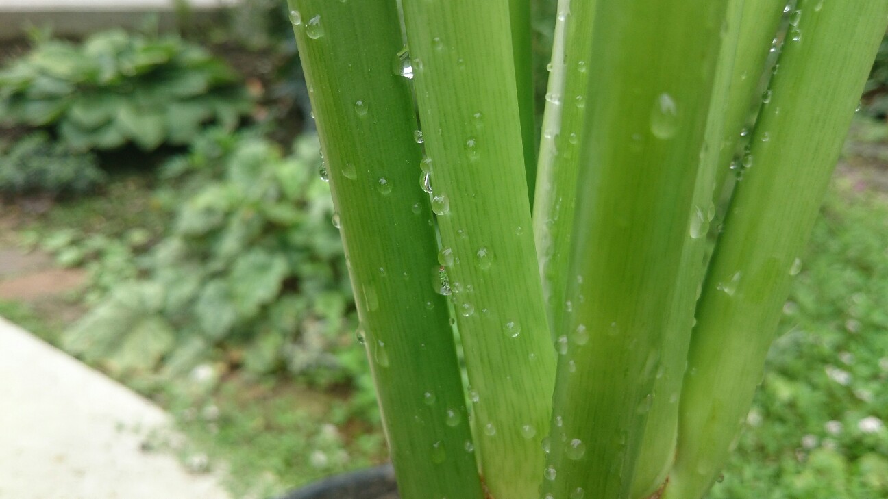 f:id:y-garden:20160723193902j:image f:id:y-garden:20160723193902j:image