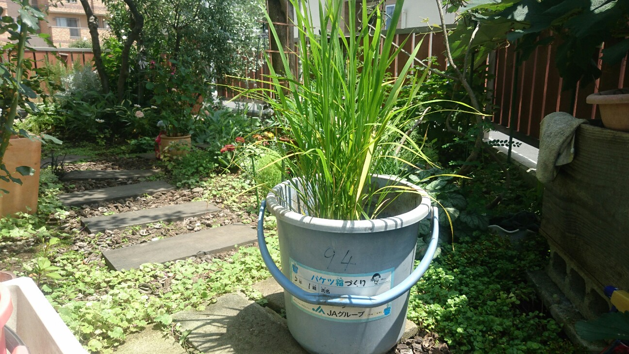 f:id:y-garden:20160724113828j:image f:id:y-garden:20160724113828j:image