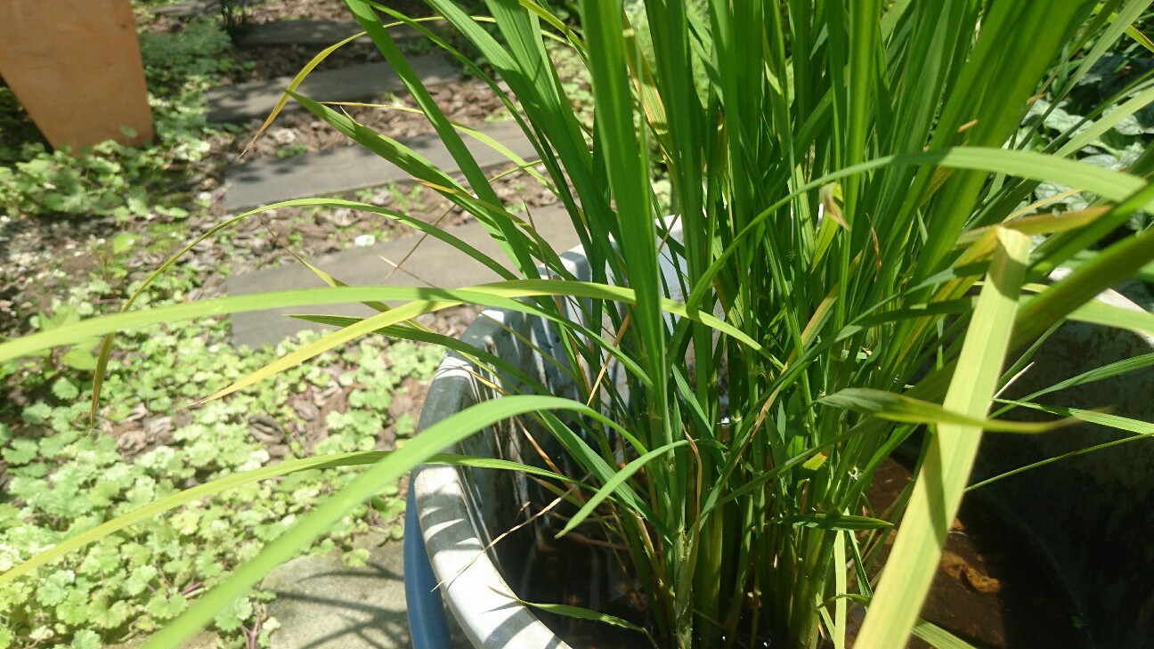 f:id:y-garden:20160724113926j:image f:id:y-garden:20160724113926j:image