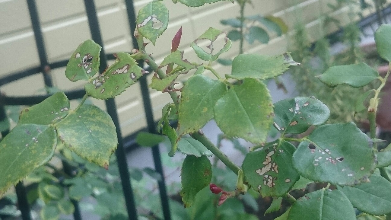 f:id:y-garden:20160728094913j:image f:id:y-garden:20160728094913j:image