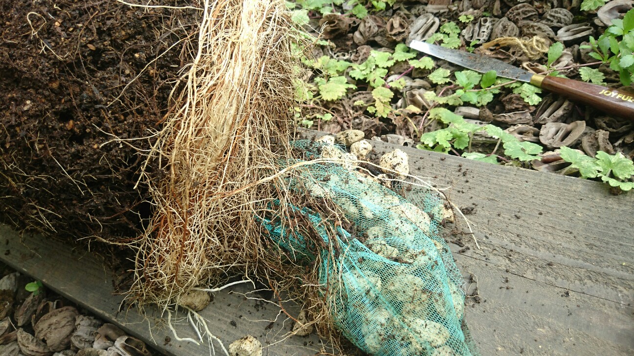 f:id:y-garden:20160728095012j:image f:id:y-garden:20160728095012j:image
