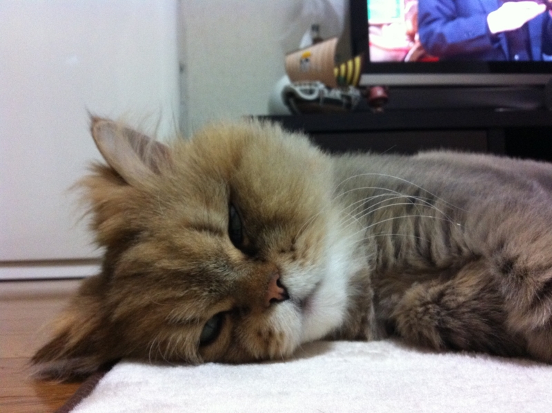 f:id:y20130801:20110605203112j:plain f:id:y20130801:20110605203112j:plain