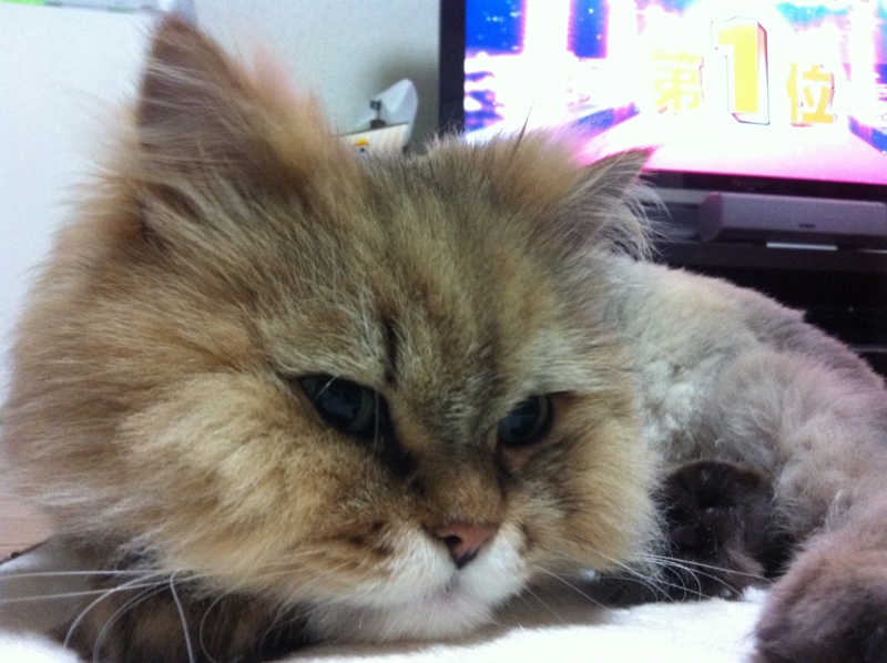 f:id:y20130801:20110611204026j:plain f:id:y20130801:20110611204026j:plain