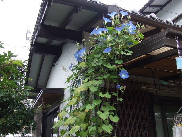 f:id:y77:20110731094944j:plain f:id:y77:20110731094944j:plain