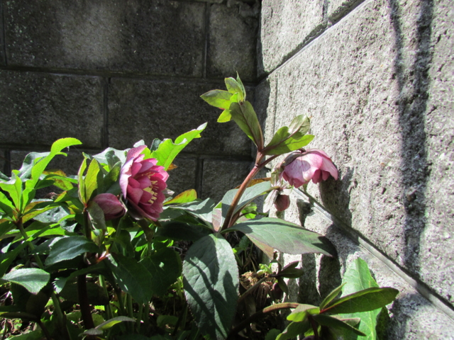 f:id:y77:20130312134902j:plain f:id:y77:20130312134902j:plain