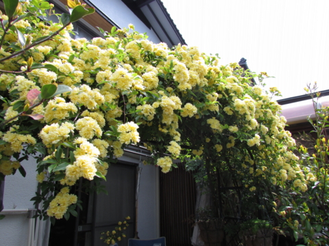 f:id:y77:20130429095634j:plain f:id:y77:20130429095634j:plain