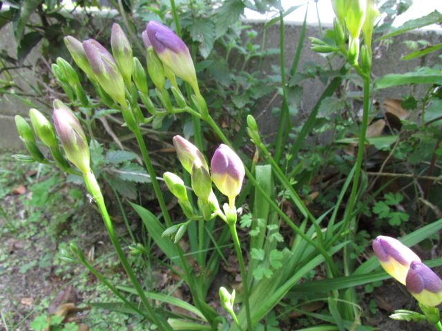 f:id:y77:20130429145105j:plain f:id:y77:20130429145105j:plain
