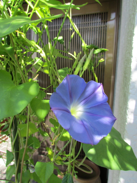 f:id:y77:20130818150702j:plain f:id:y77:20130818150702j:plain