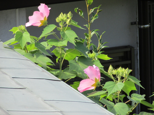 f:id:y77:20130908091534j:plain f:id:y77:20130908091534j:plain