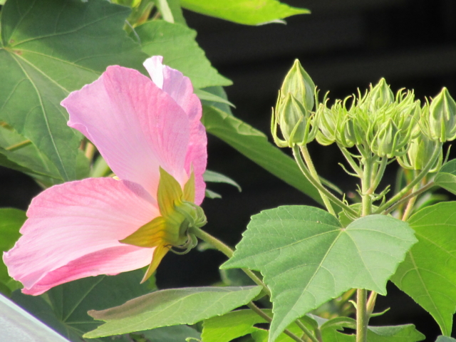 f:id:y77:20130908091658j:plain f:id:y77:20130908091658j:plain
