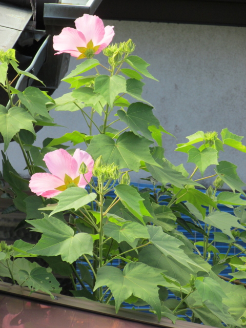 f:id:y77:20130908091950j:plain f:id:y77:20130908091950j:plain