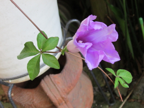 f:id:y77:20130918075435j:plain f:id:y77:20130918075435j:plain