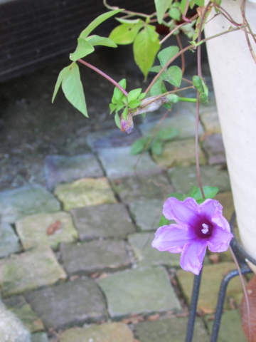 f:id:y77:20130918075622j:plain f:id:y77:20130918075622j:plain