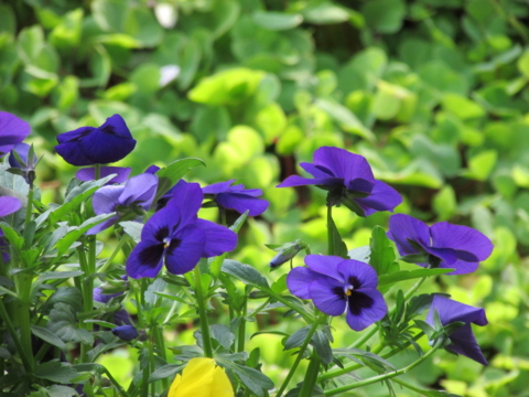f:id:y77:20140409130055j:plain f:id:y77:20140409130055j:plain