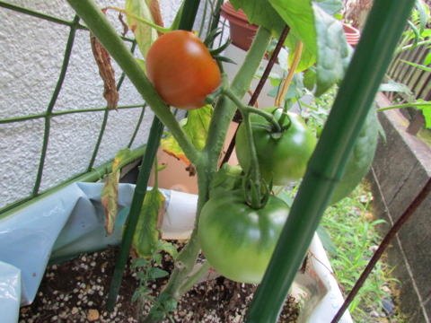 f:id:y77:20140701193502j:plain f:id:y77:20140701193502j:plain