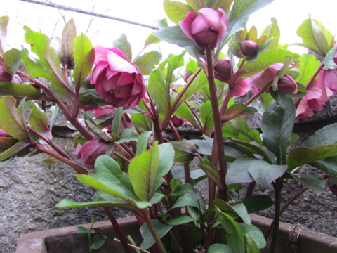 f:id:y77:20150402155524j:plain f:id:y77:20150402155524j:plain