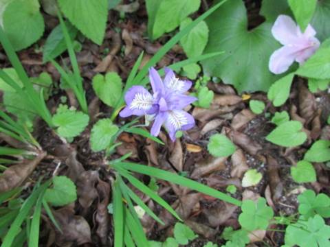 f:id:y77:20150507214632j:plain f:id:y77:20150507214632j:plain