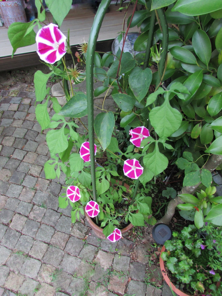 f:id:y77:20150820155854j:plain f:id:y77:20150820155854j:plain