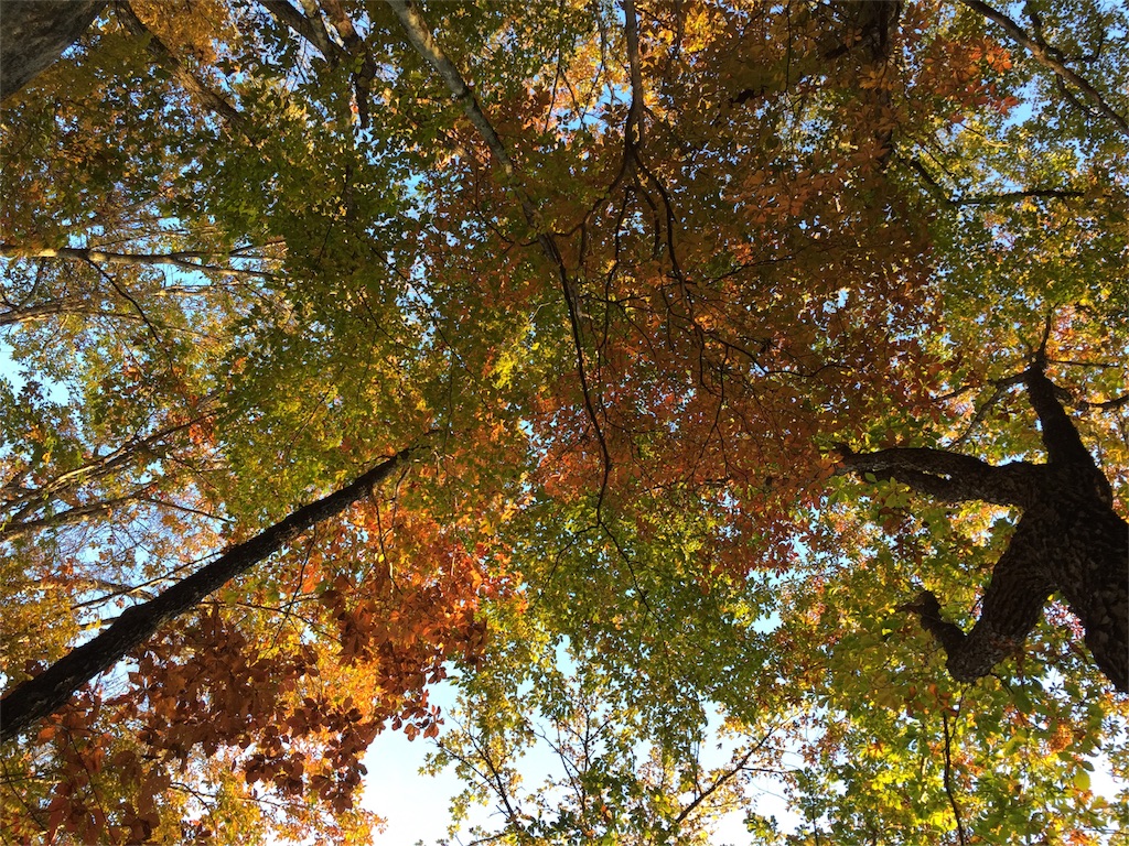 f:id:yaaatch:20151023235502j:image f:id:yaaatch:20151023235502j:image