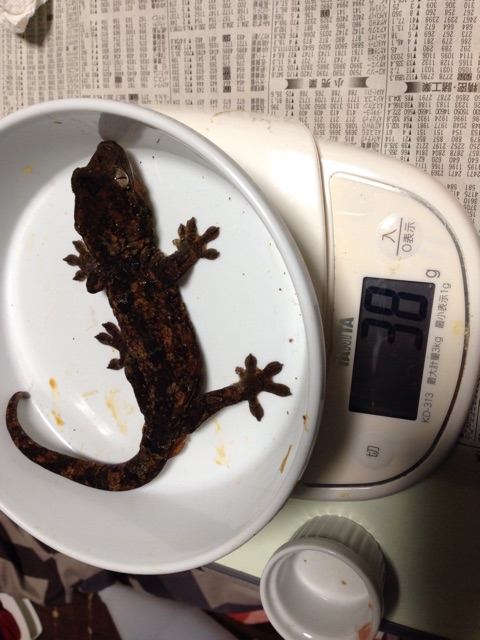 f:id:yagame:20141222115605j:plain f:id:yagame:20141222115605j:plain