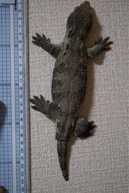 f:id:yagame:20150322215525j:plain f:id:yagame:20150322215525j:plain