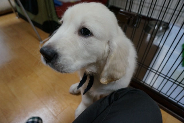 f:id:yagame:20150705020121j:image f:id:yagame:20150705020121j:image