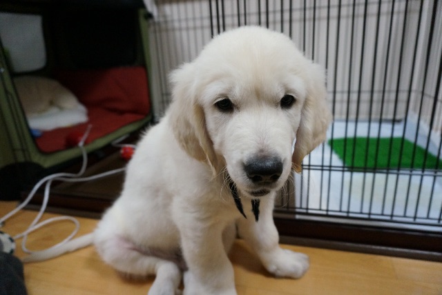 f:id:yagame:20150705020226j:image f:id:yagame:20150705020226j:image