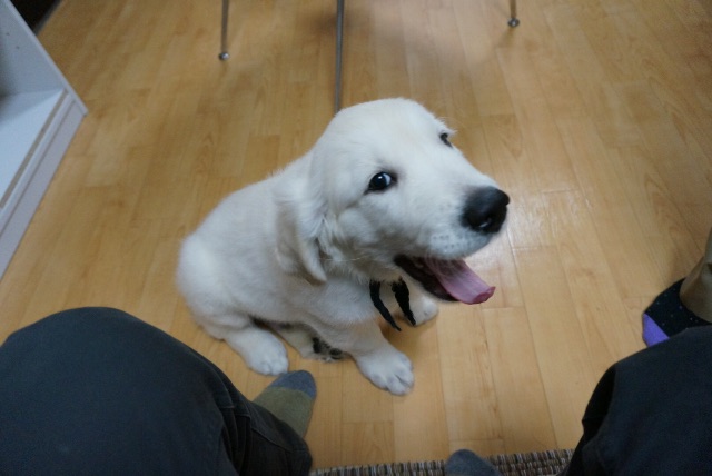 f:id:yagame:20150705020613j:image f:id:yagame:20150705020613j:image