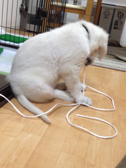 f:id:yagame:20150705020708j:image f:id:yagame:20150705020708j:image