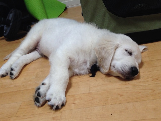 f:id:yagame:20150705021056j:image f:id:yagame:20150705021056j:image