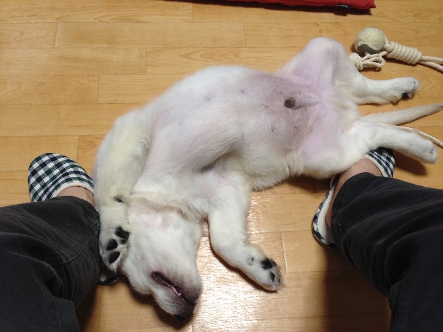 f:id:yagame:20150706214721j:image f:id:yagame:20150706214721j:image