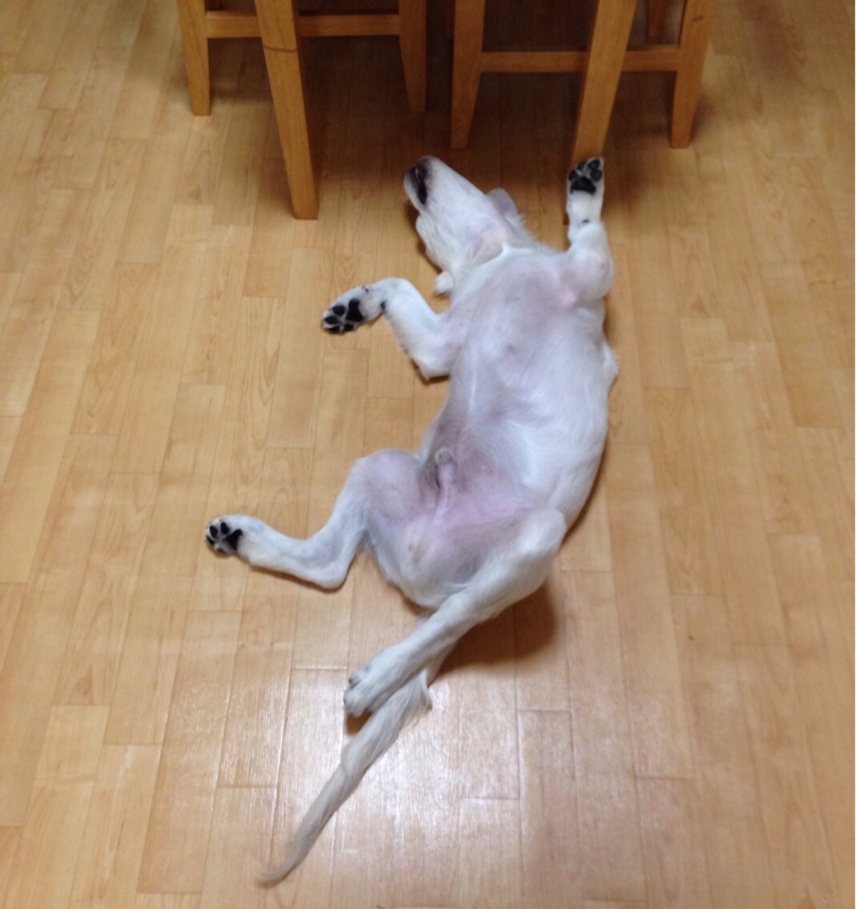 f:id:yagame:20150902003705j:image f:id:yagame:20150902003705j:image