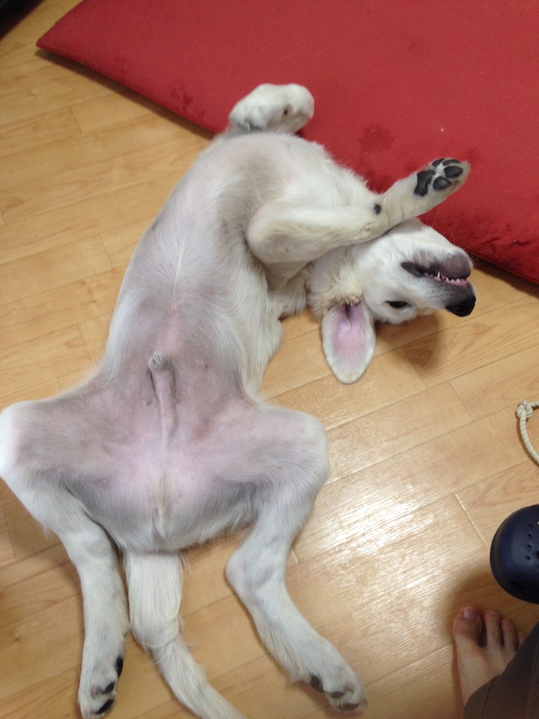 f:id:yagame:20150902003746j:image f:id:yagame:20150902003746j:image