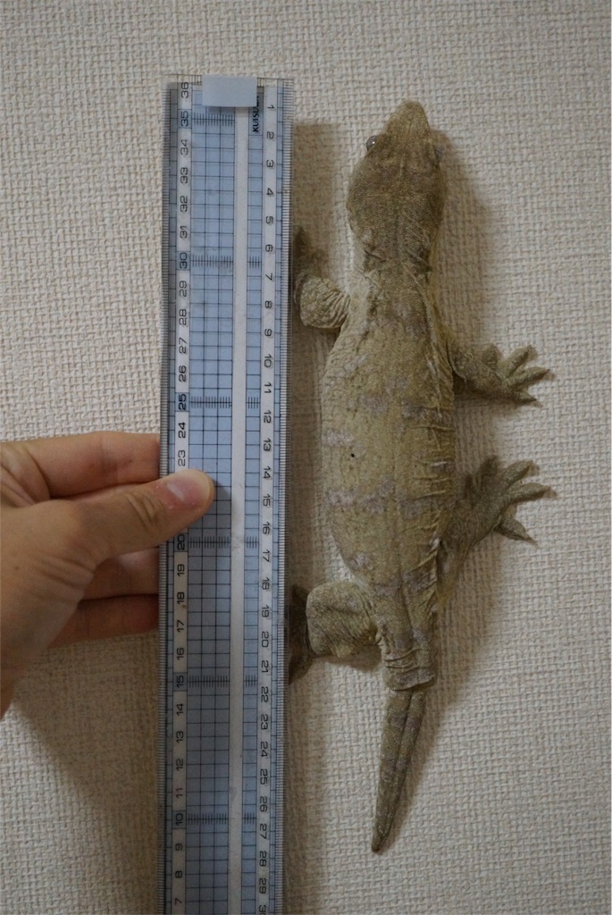 f:id:yagame:20150922215013j:image f:id:yagame:20150922215013j:image