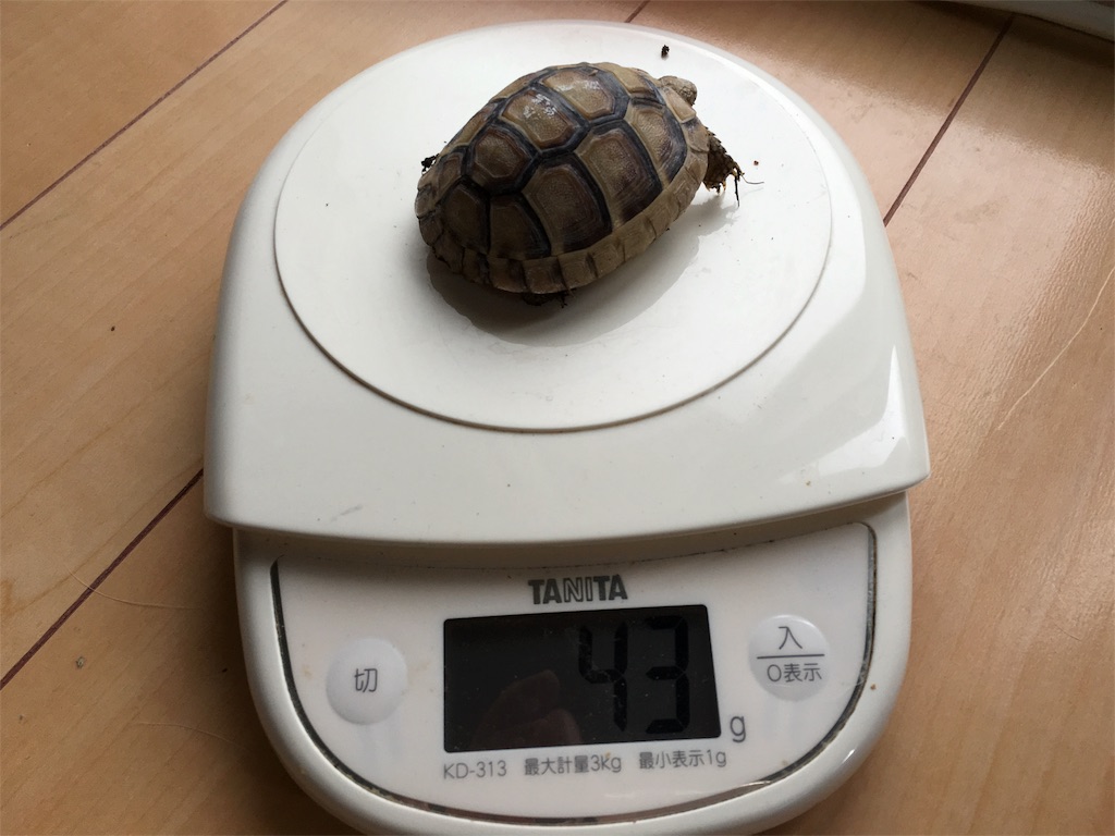 f:id:yagame:20151107085416j:image f:id:yagame:20151107085416j:image